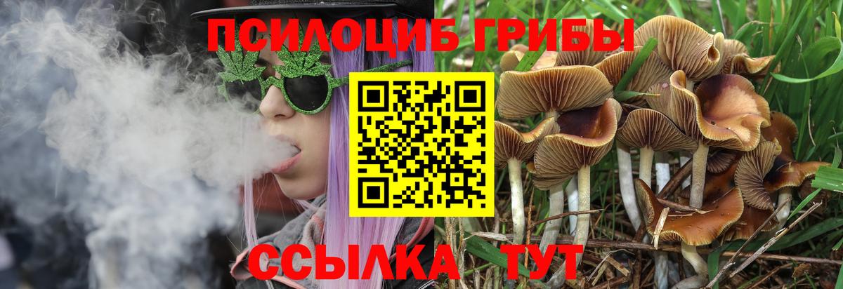 Кунгур  даркнет сайт  Псилоцибиновые грибы Magic Shrooms  Вход с VPN  Псилоцибиновые грибы Psilocybe 